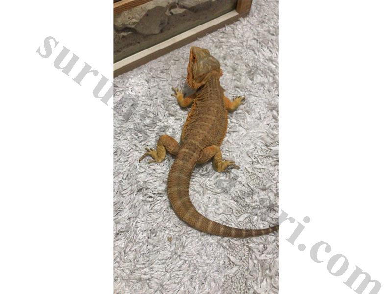 Damızlık Bearded Dragon ve Yaşam Alanı